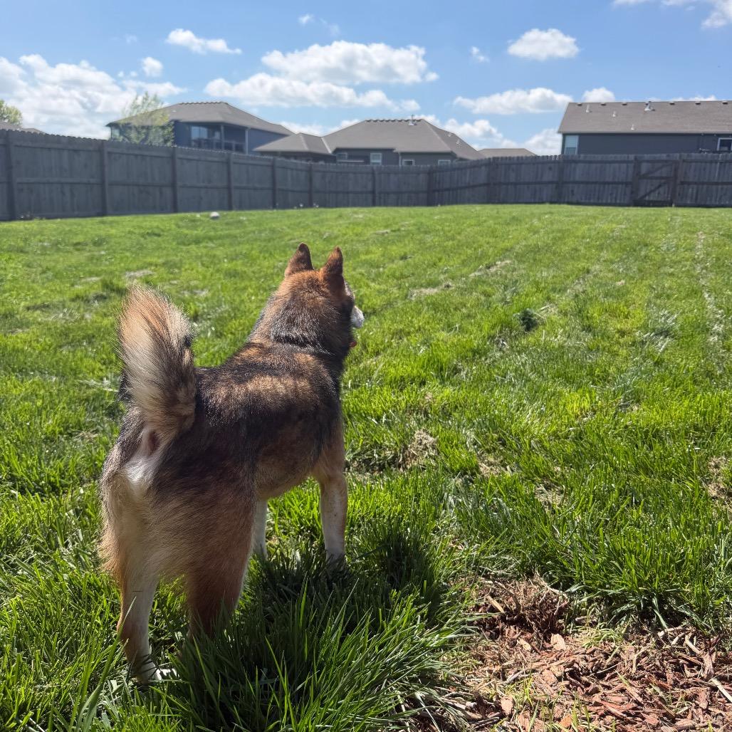 Enlarge Hoshi, a Adoptable Shiba Inu in Peculiar, MO image 4/6