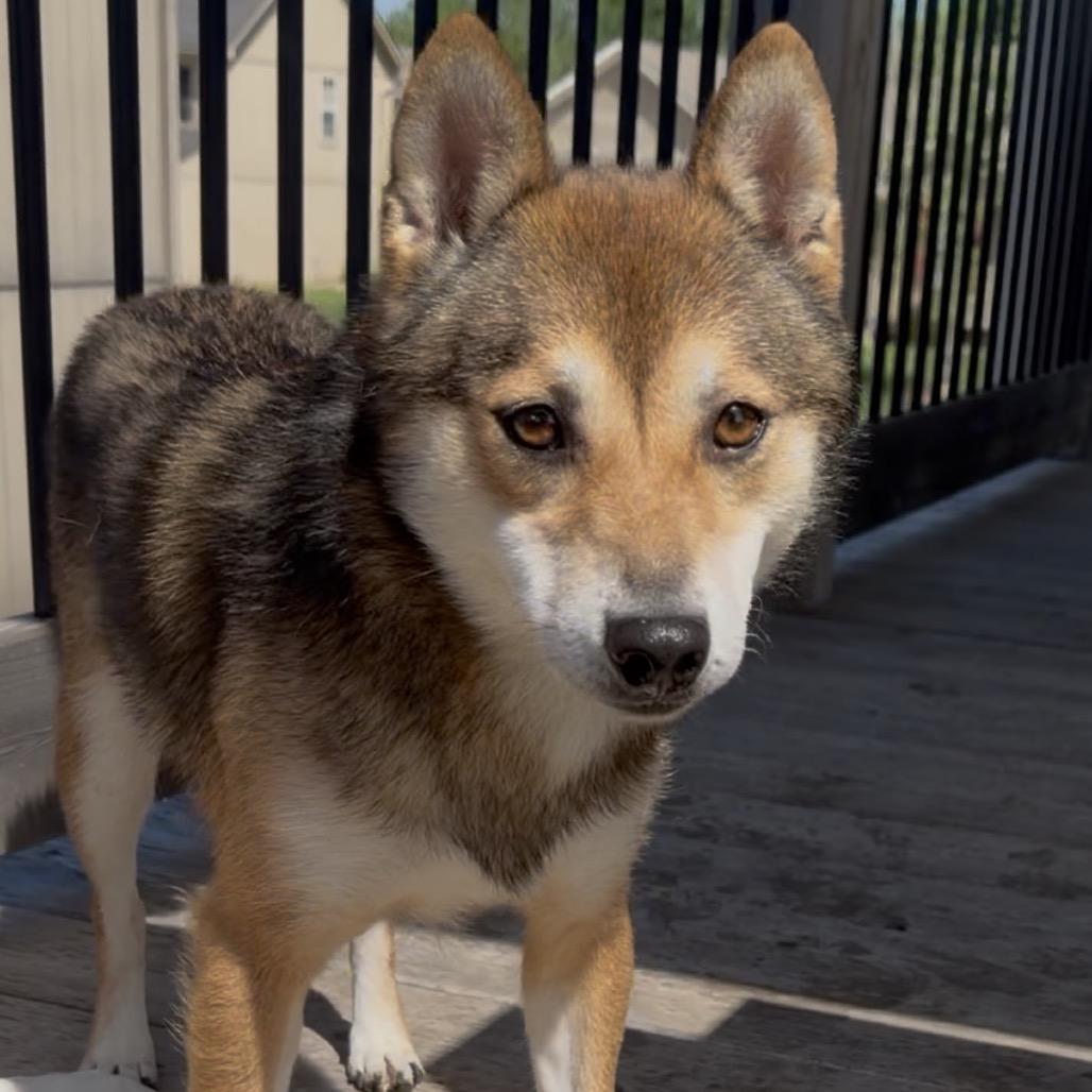 Enlarge Hoshi, a Adoptable Shiba Inu in Peculiar, MO image 5/6