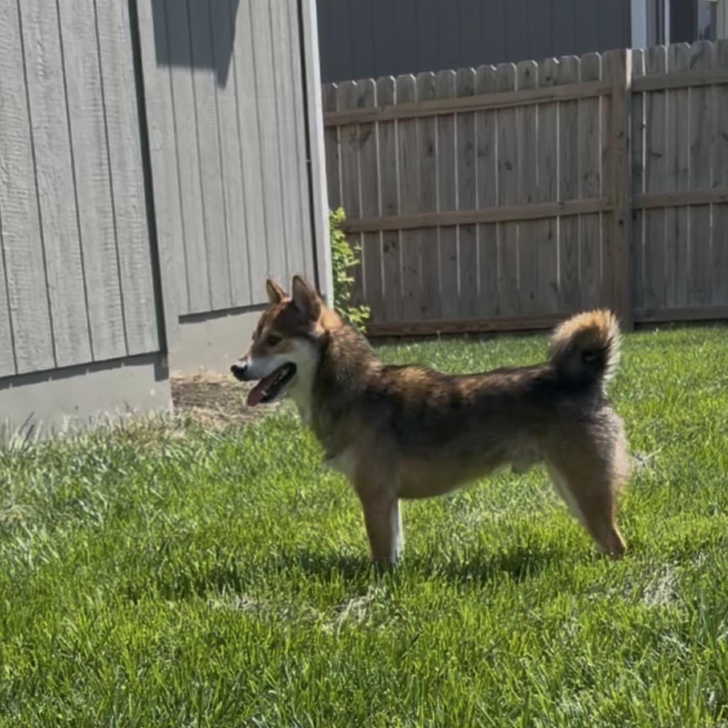 Enlarge Hoshi, a Adoptable Shiba Inu in Peculiar, MO image 6/6