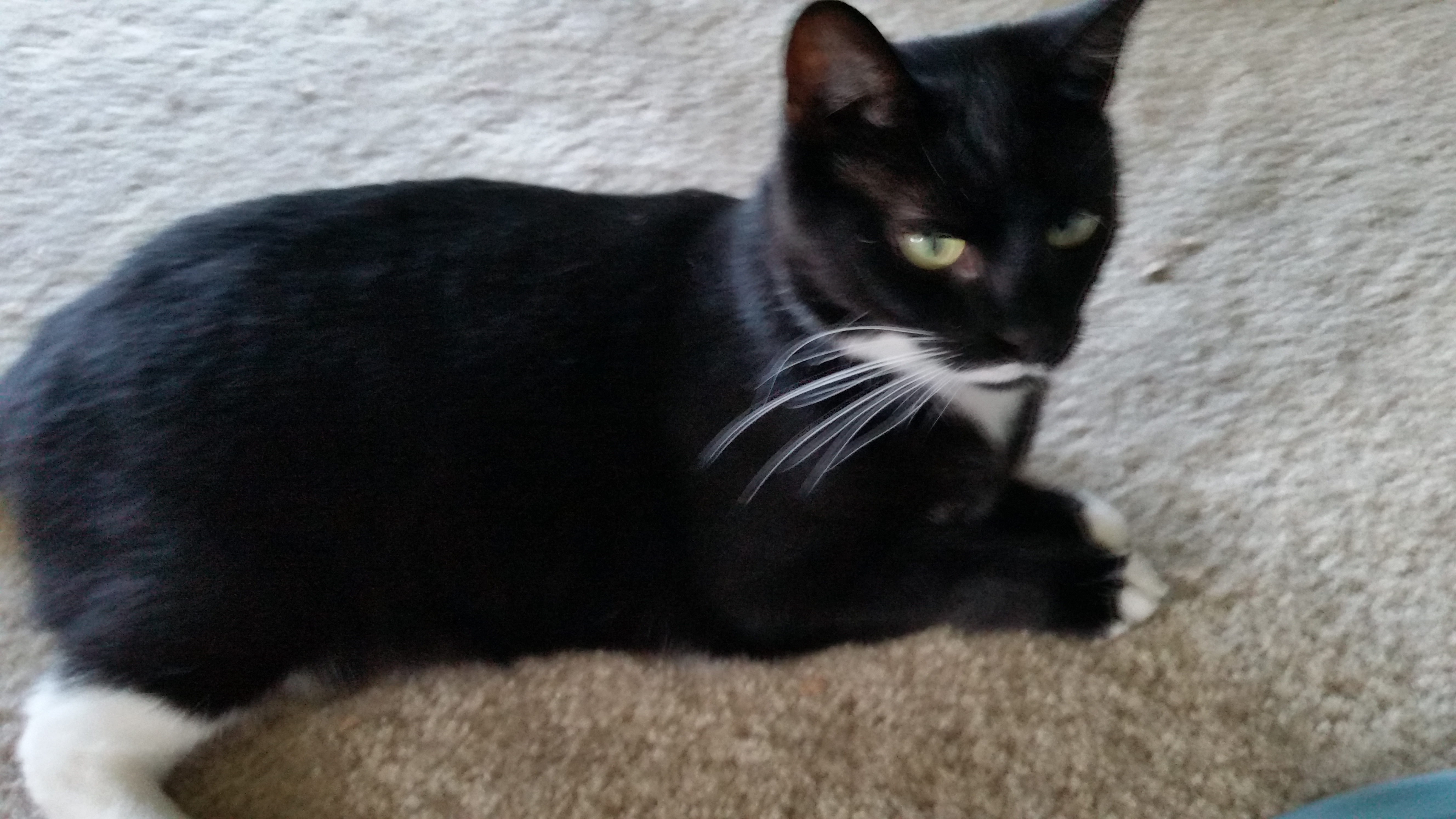 Enlarge SATINE, a Adoptable mixed breed in Sardinia, OH image 2/12