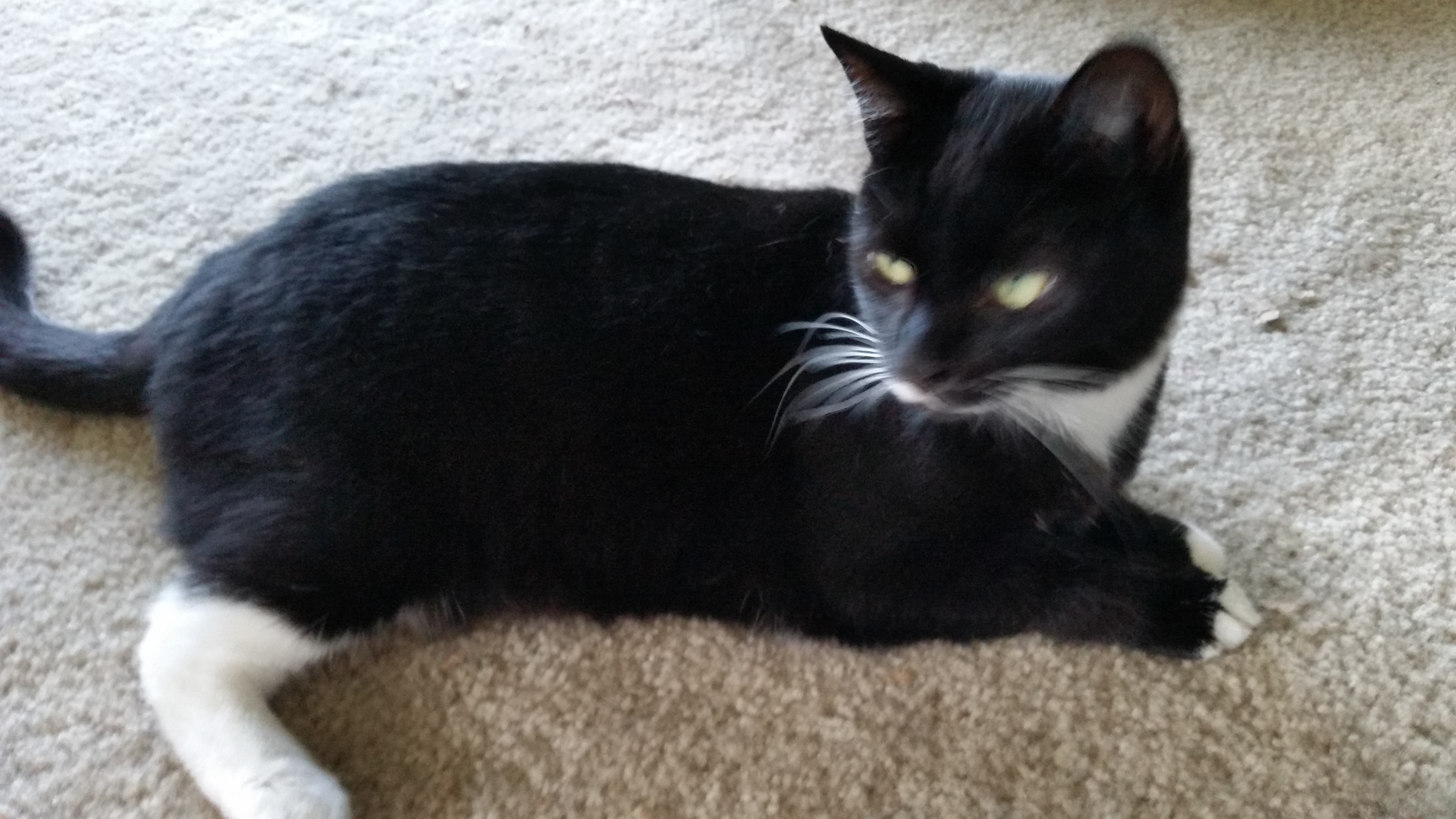 Enlarge SATINE, a Adoptable mixed breed in Sardinia, OH image 3/12