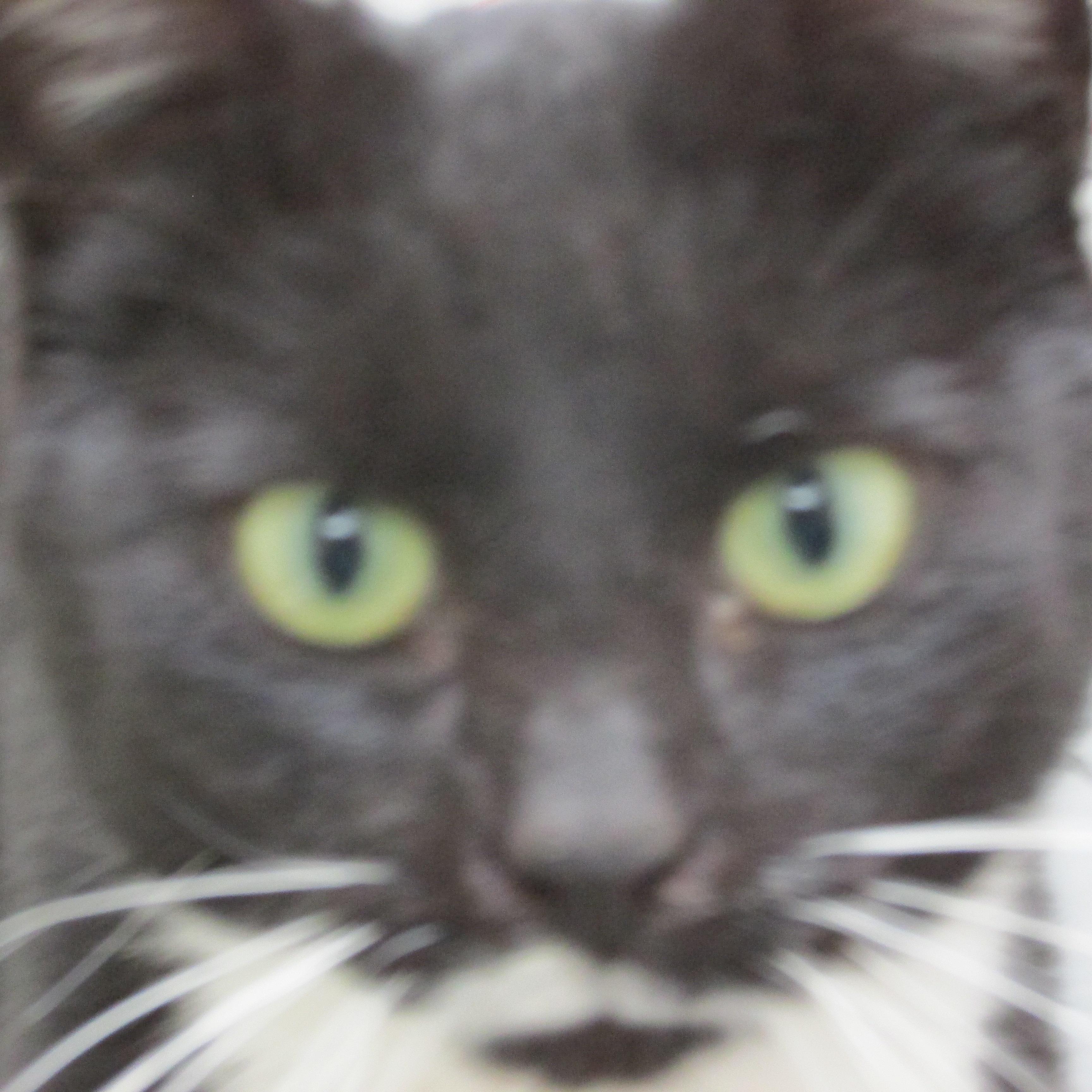 Enlarge SATINE, a Adoptable mixed breed in Sardinia, OH image 5/12