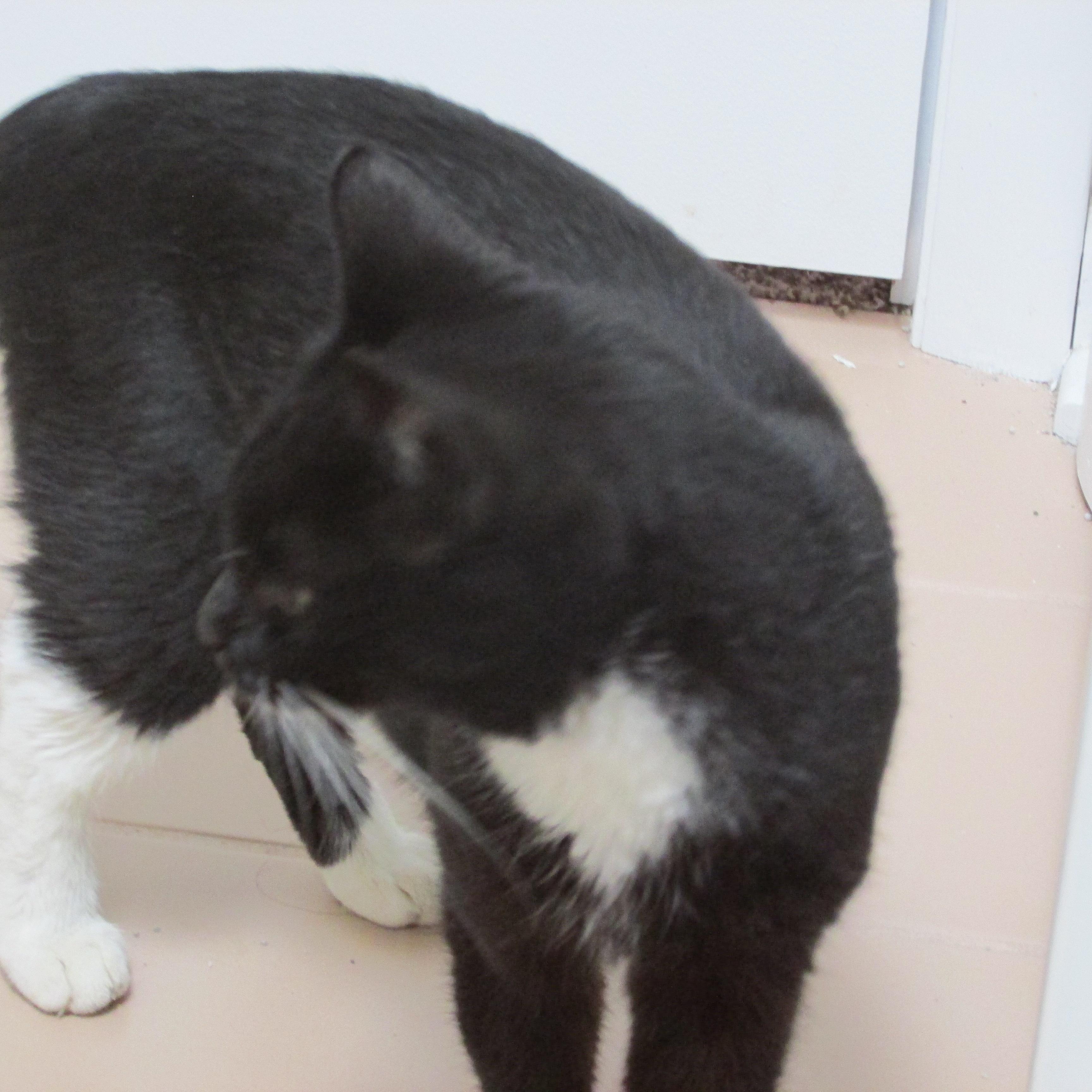 Enlarge SATINE, a Adoptable mixed breed in Sardinia, OH image 6/12