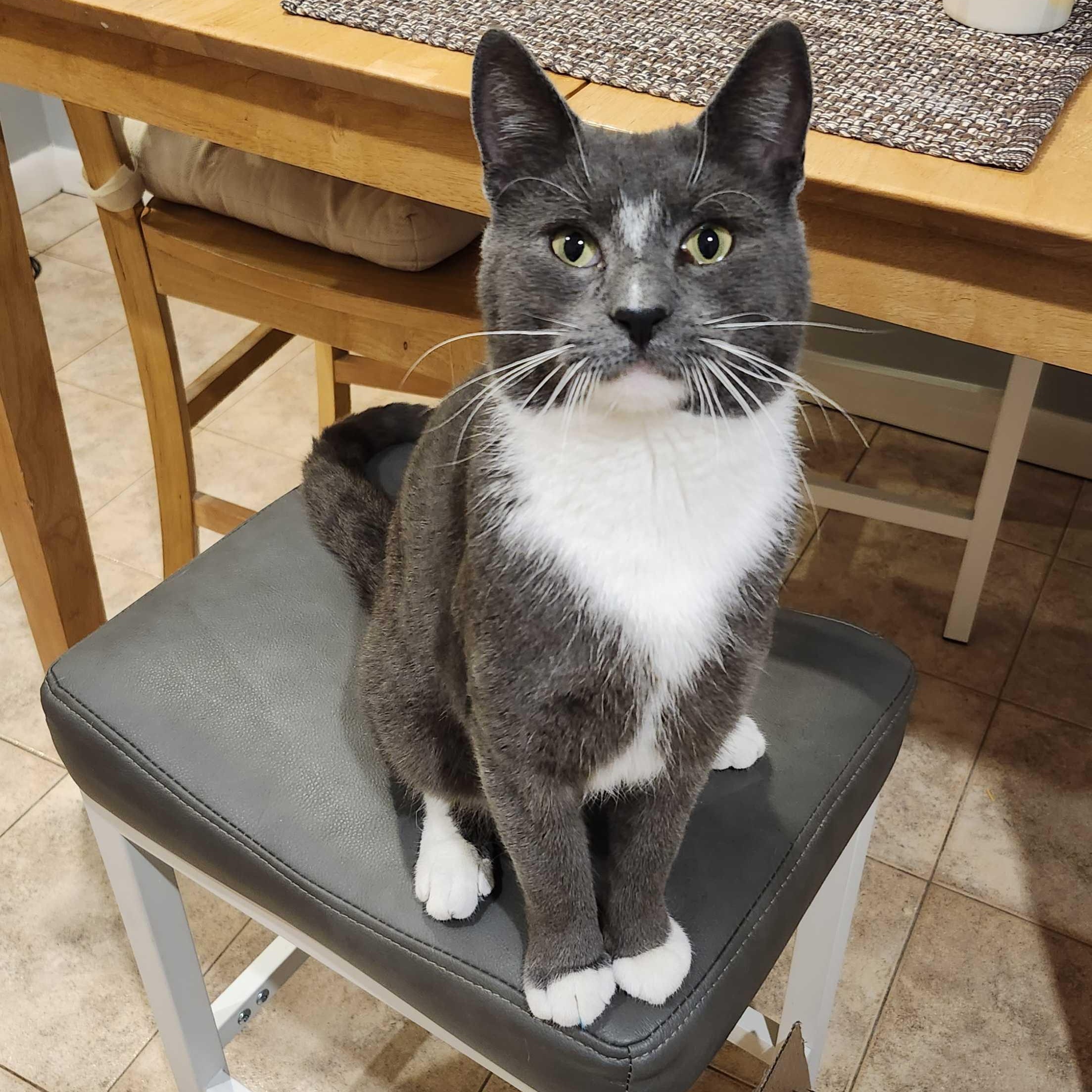 Enlarge Grey, a ADOPTABLE American Shorthair in Weehawken, NJ image 1/6