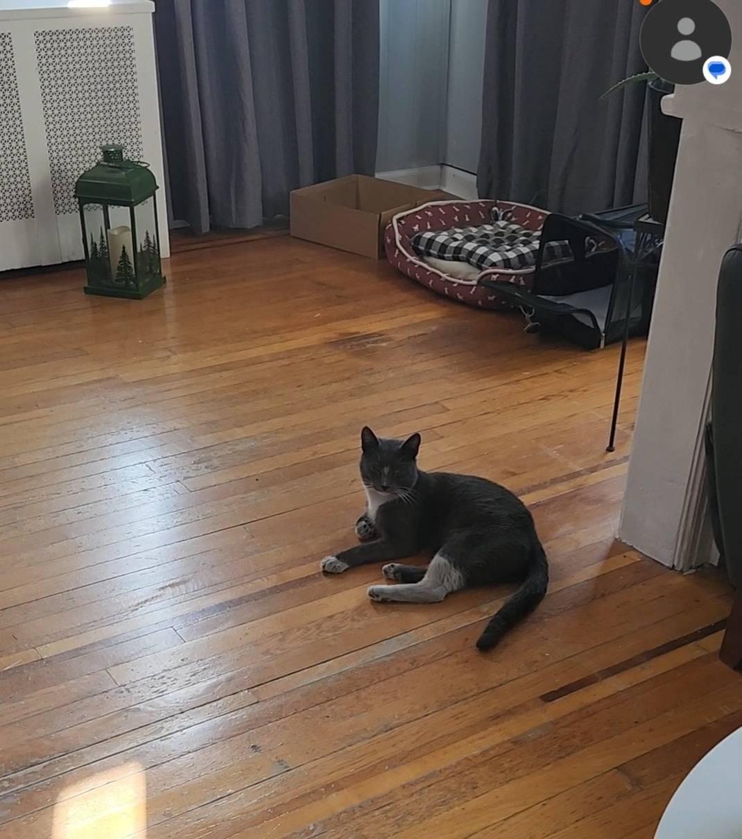 Enlarge Grey, a ADOPTABLE American Shorthair in Weehawken, NJ image 5/6