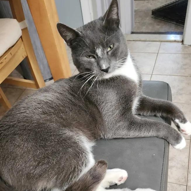 Enlarge Grey, a ADOPTABLE American Shorthair in Weehawken, NJ image 2/6