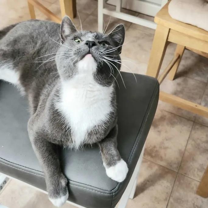 Enlarge Grey, a ADOPTABLE American Shorthair in Weehawken, NJ image 5/6