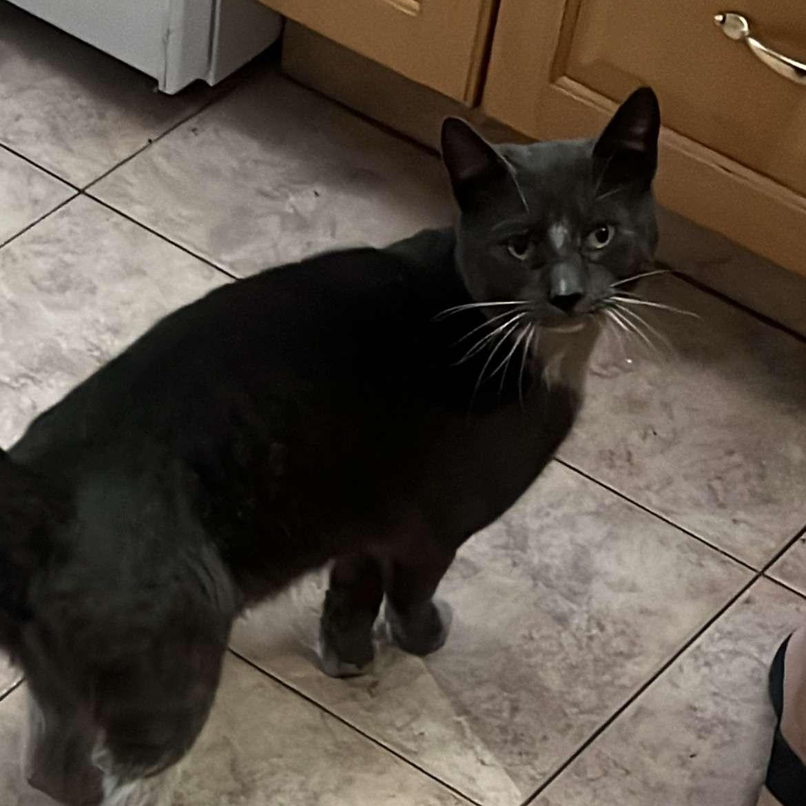 Enlarge Grey, a ADOPTABLE American Shorthair in Weehawken, NJ image 3/6