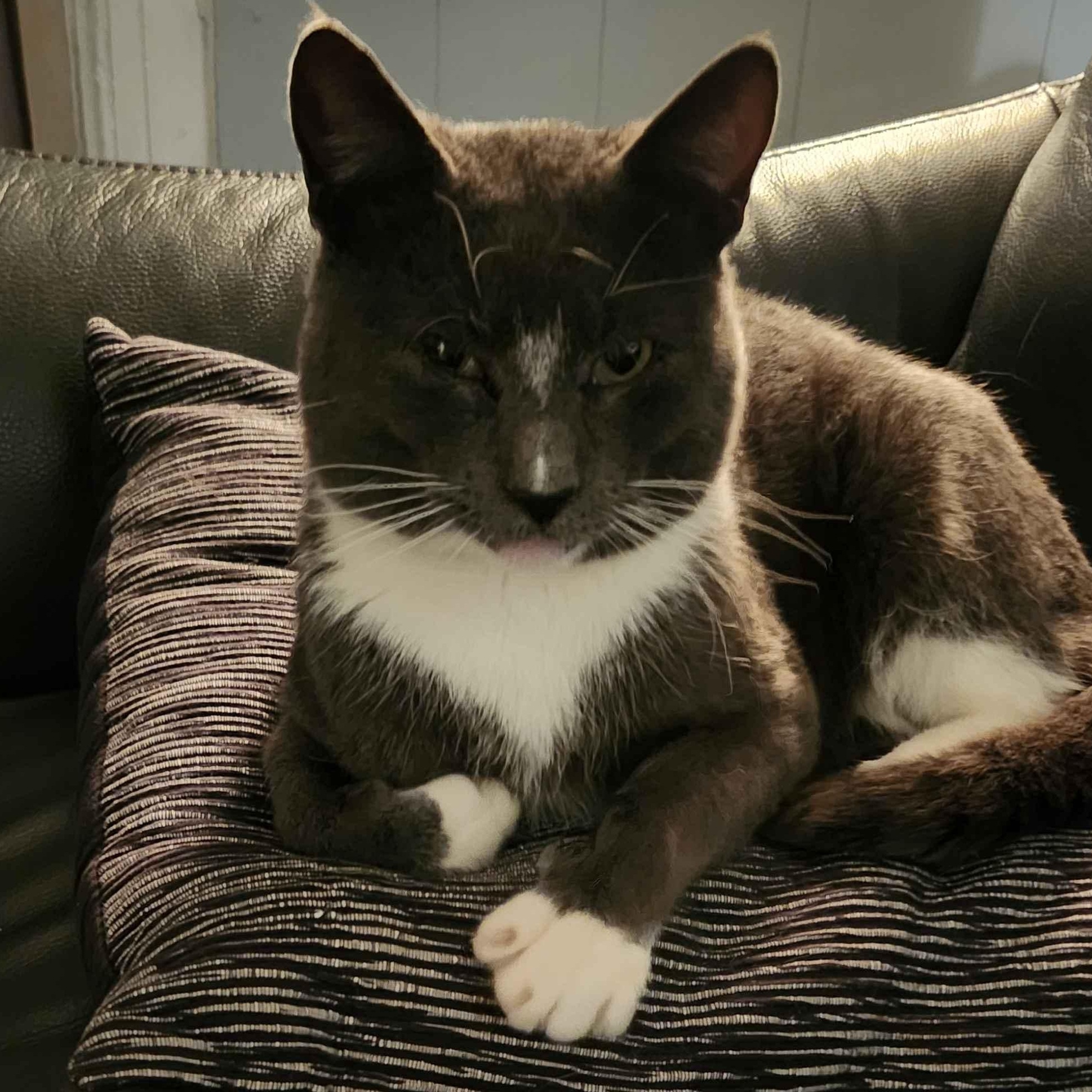 Grey, ADOPTABLE, Adult Male American Shorthair.