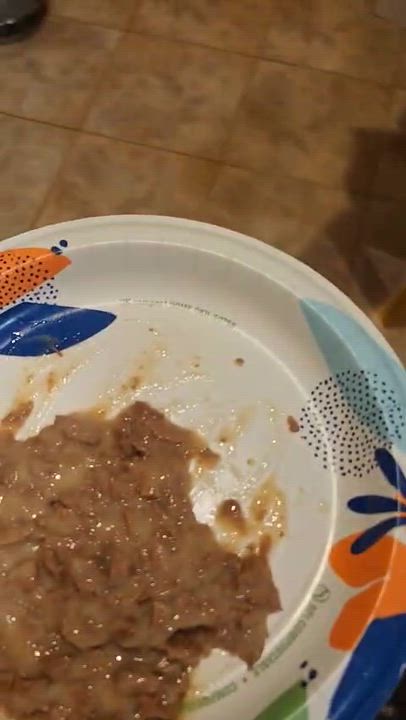 Enlarge Grey, a ADOPTABLE American Shorthair in Weehawken, NJ video 6/6