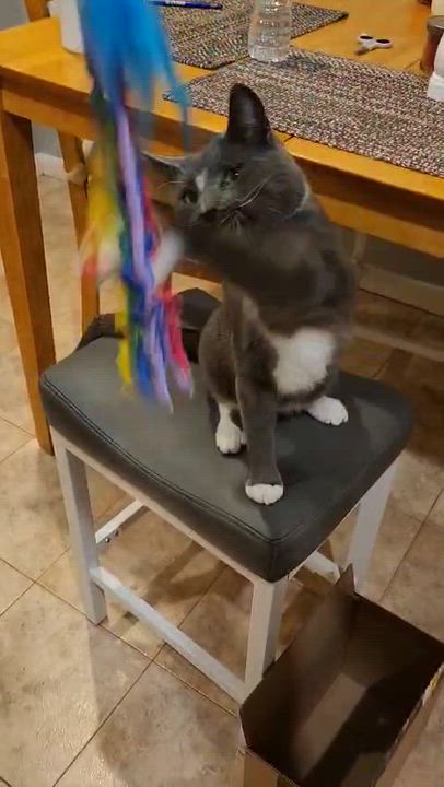 Enlarge Grey, a ADOPTABLE American Shorthair in Weehawken, NJ video 6/6