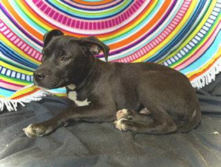 Enlarge Princeton (Prince)- Puppy #2 (OS #1/2026), a Adoptable mixed breed in Pleasanton, TX image 1/3