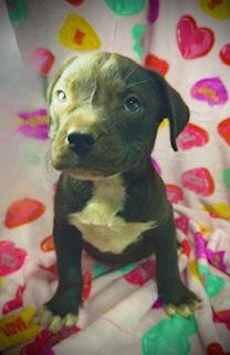 Enlarge Princeton (Prince)- Puppy #2 (OS #2/2026), a Adoptable mixed breed in Pleasanton, TX image 1/3