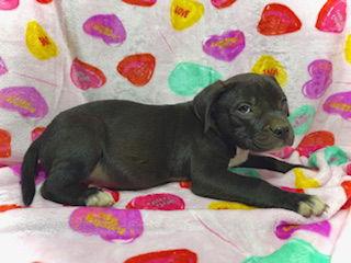 Enlarge Princeton (Prince)- Puppy #2 (OS #2/2026), a Adoptable mixed breed in Pleasanton, TX image 2/3