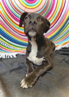 Enlarge Princeton (Prince)- Puppy #2 (OS #1/2026), a Adoptable mixed breed in Pleasanton, TX image 3/3