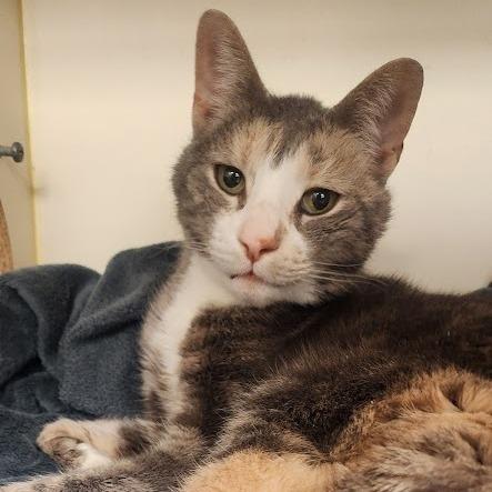 Enlarge April, a Adoptable Domestic Short Hair in Kennett Square, PA image 1/3