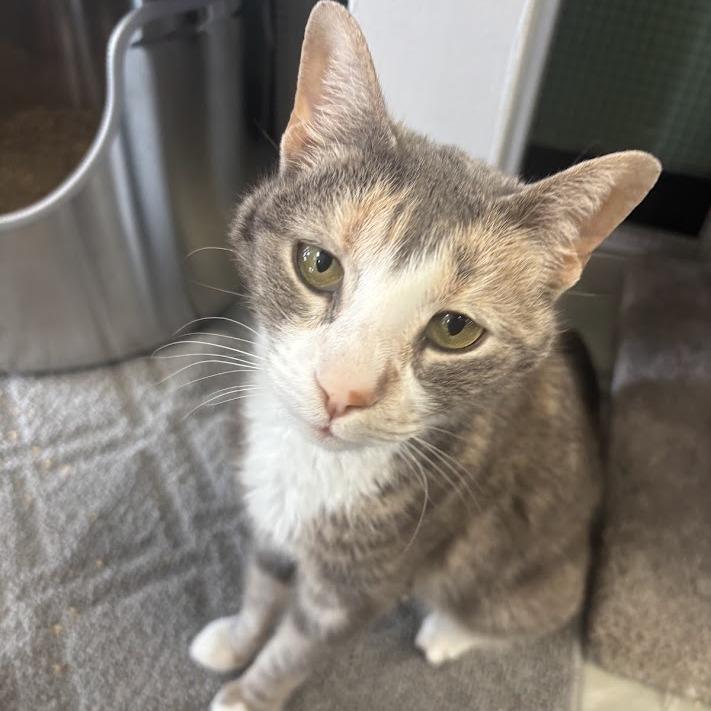 Enlarge April, a Adoptable Domestic Short Hair in Kennett Square, PA image 2/3