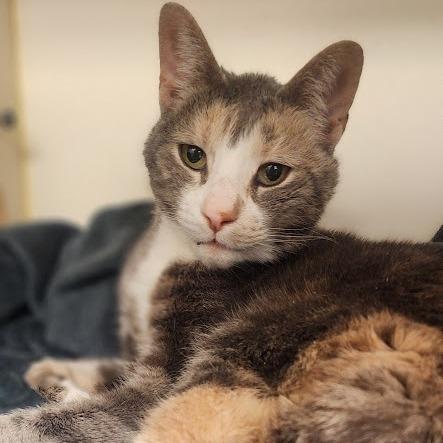 Enlarge April, a Adoptable Domestic Short Hair in Kennett Square, PA image 3/3