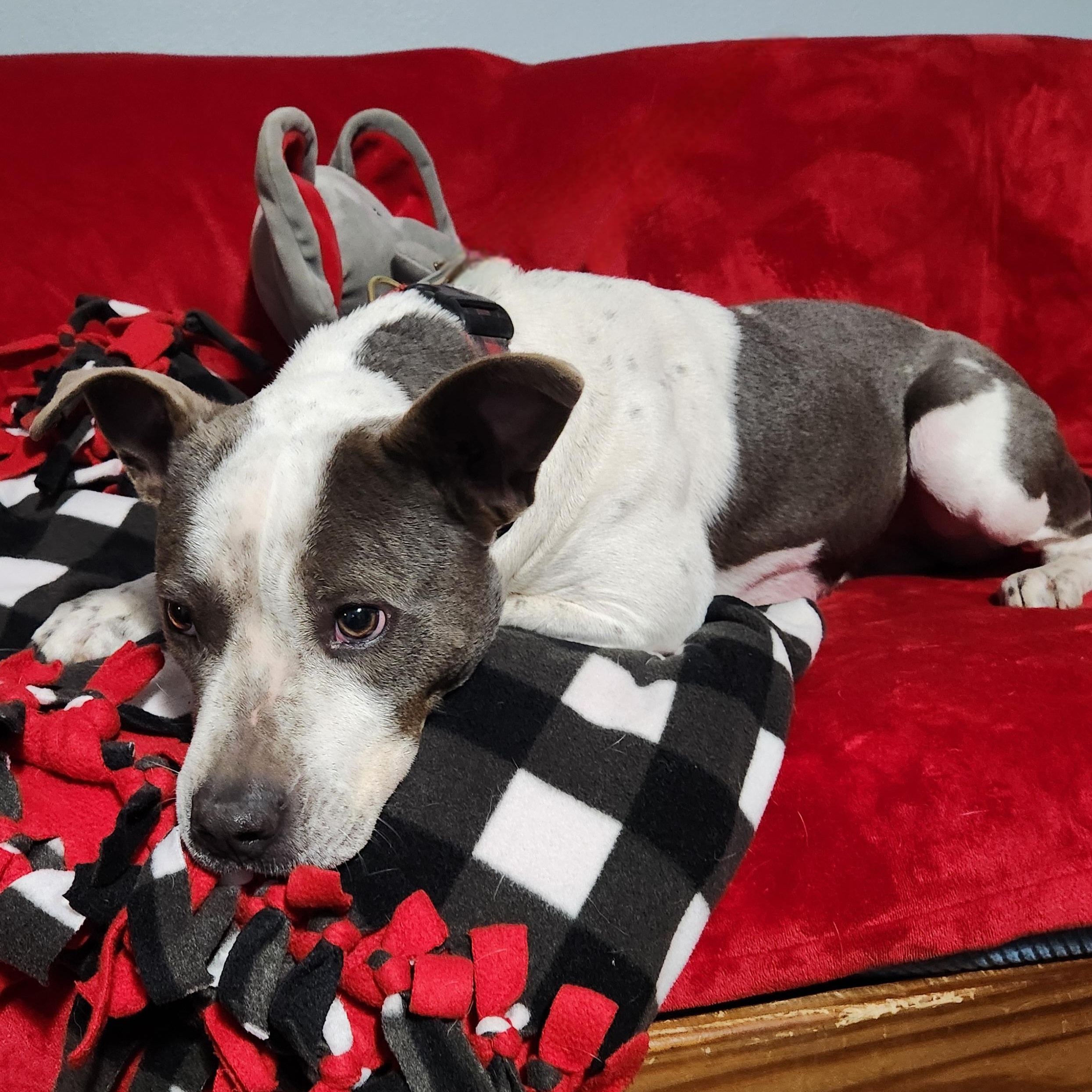YOLANDA, a Adoptable mixed breed in Evansville, WI image 3/5
