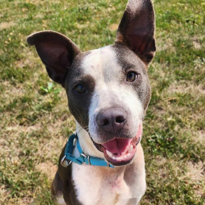 YOLANDA, a Adoptable mixed breed in Evansville, WI image 5/5