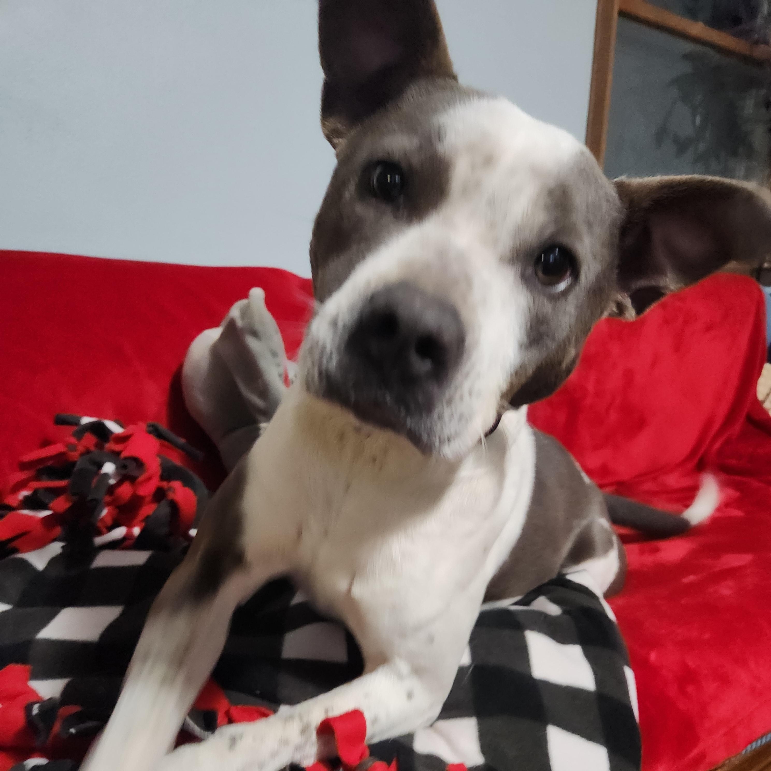 YOLANDA, a Adoptable mixed breed in Evansville, WI image 2/5