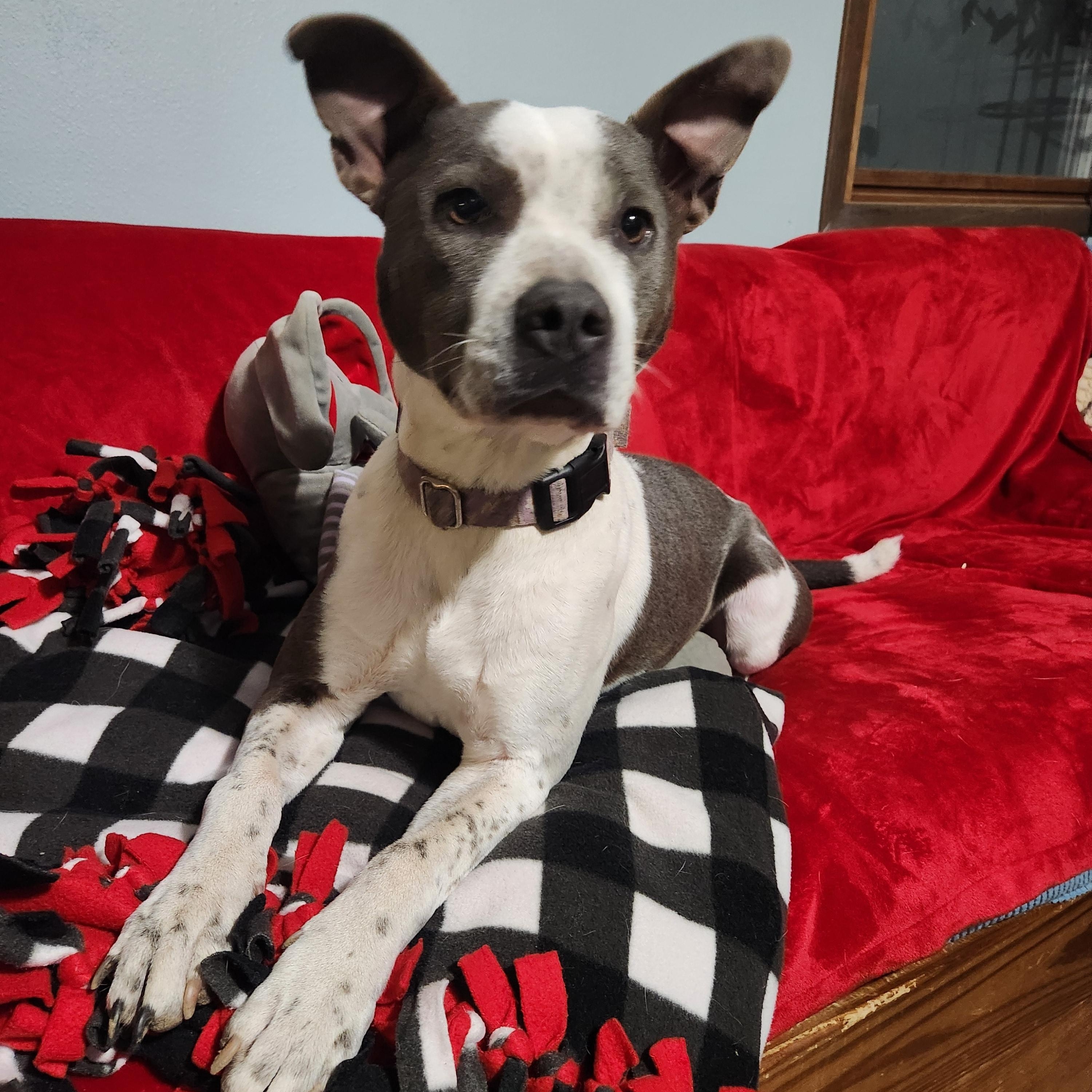 YOLANDA, Adoptable, Adult Female Terrier & Feist.