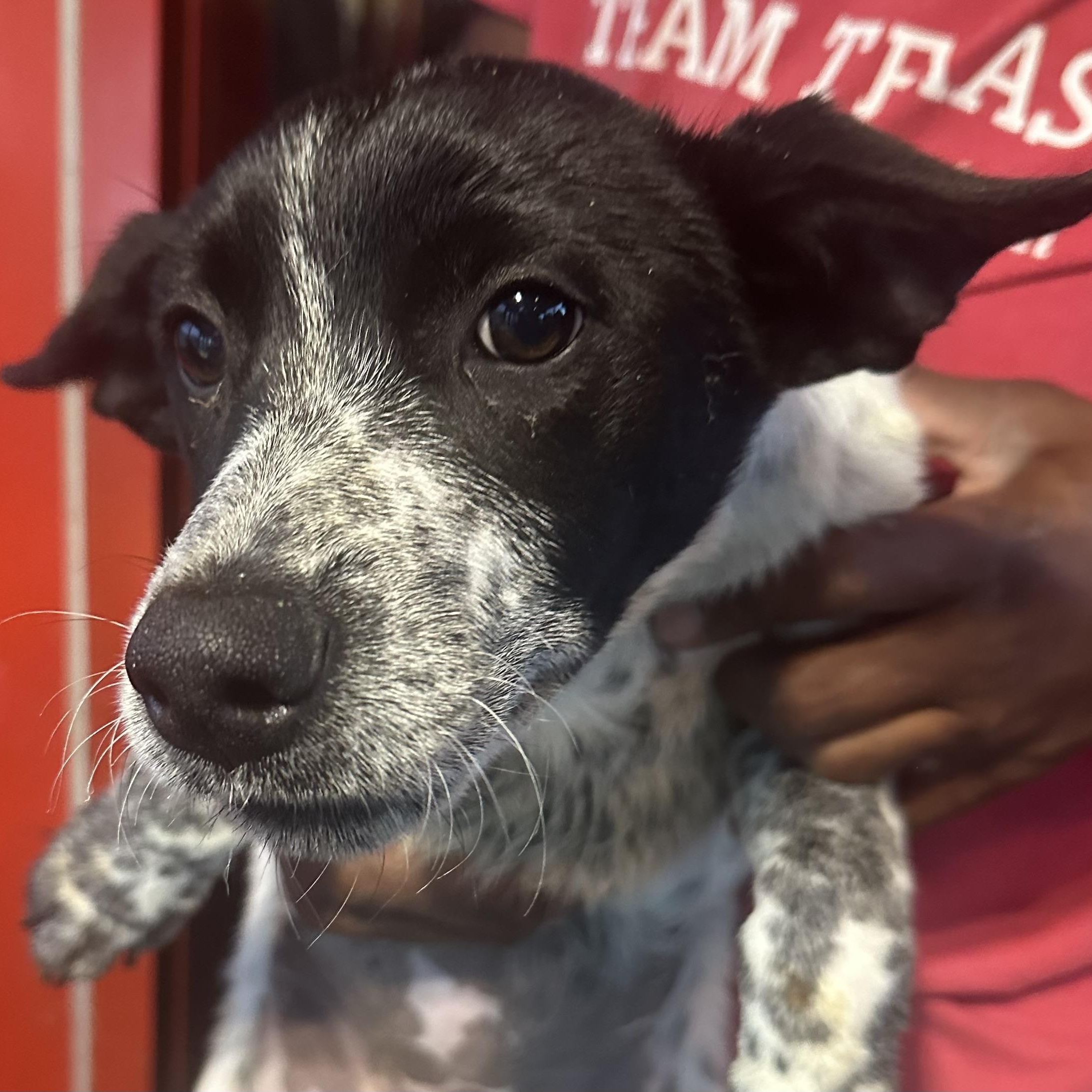 Eppi - Local August 28-30, adoptable, Puppy Female Australian Cattle Dog / Blue Heeler.