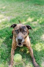 Shyla, a ADOPTABLE American Staffordshire Terrier in Lewiston, ID image 2/3