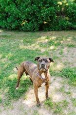 Shyla, ADOPTABLE, Senior Female American Staffordshire Terrier.