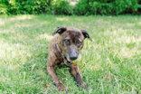 Shyla, a ADOPTABLE American Staffordshire Terrier in Lewiston, ID image 3/3