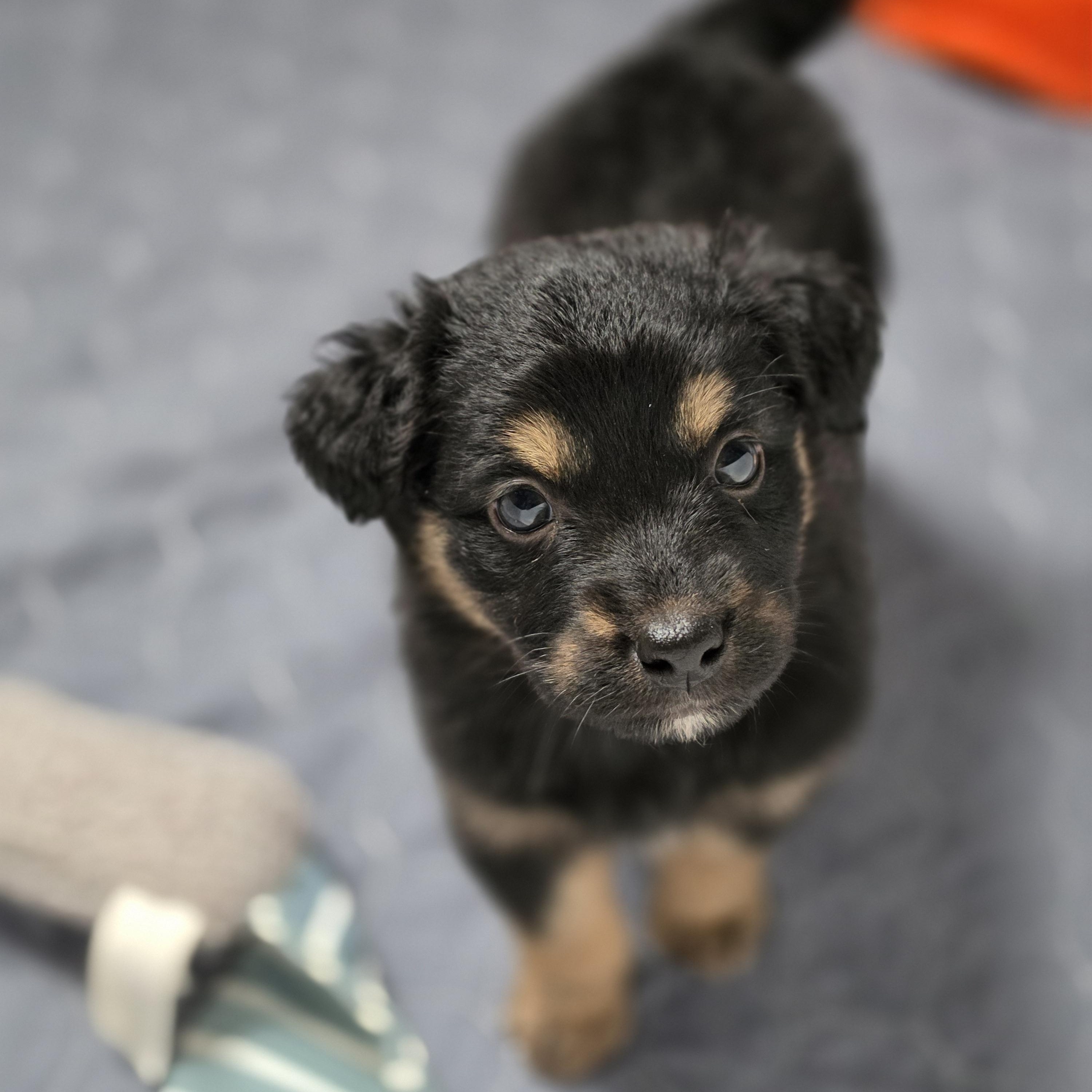 Enlarge Louella, an adopted mixed breed in Blairstown, NJ image 4/5
