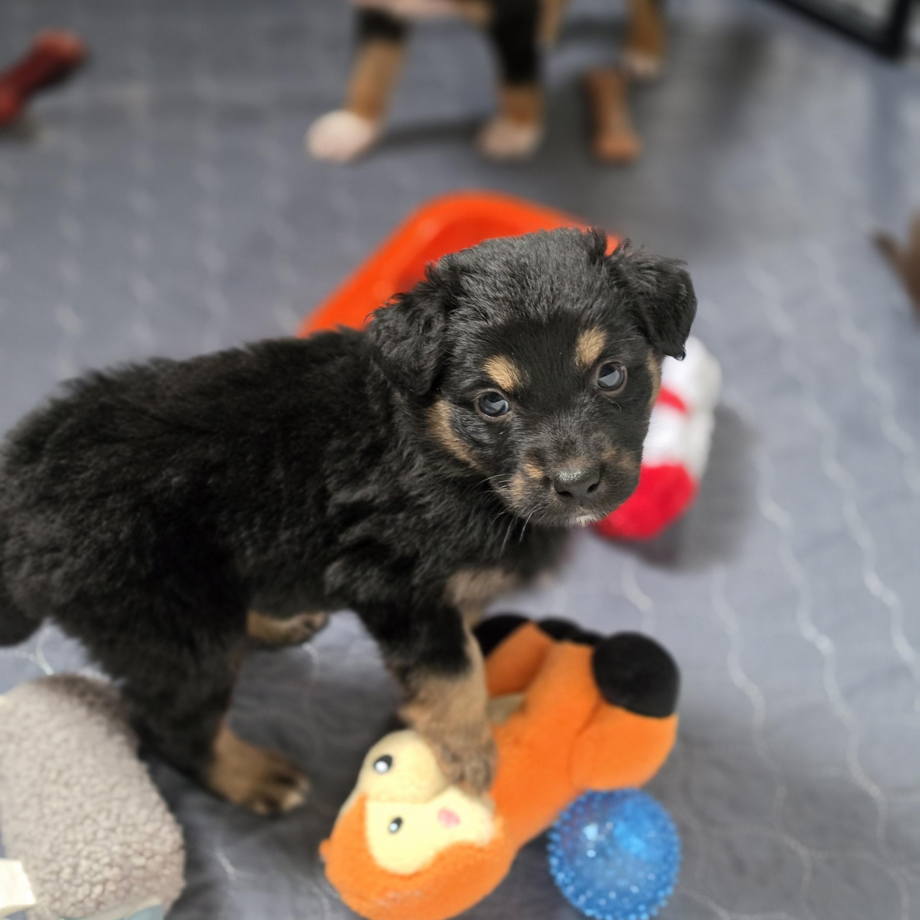 Enlarge Louella, an adopted mixed breed in Blairstown, NJ image 5/5