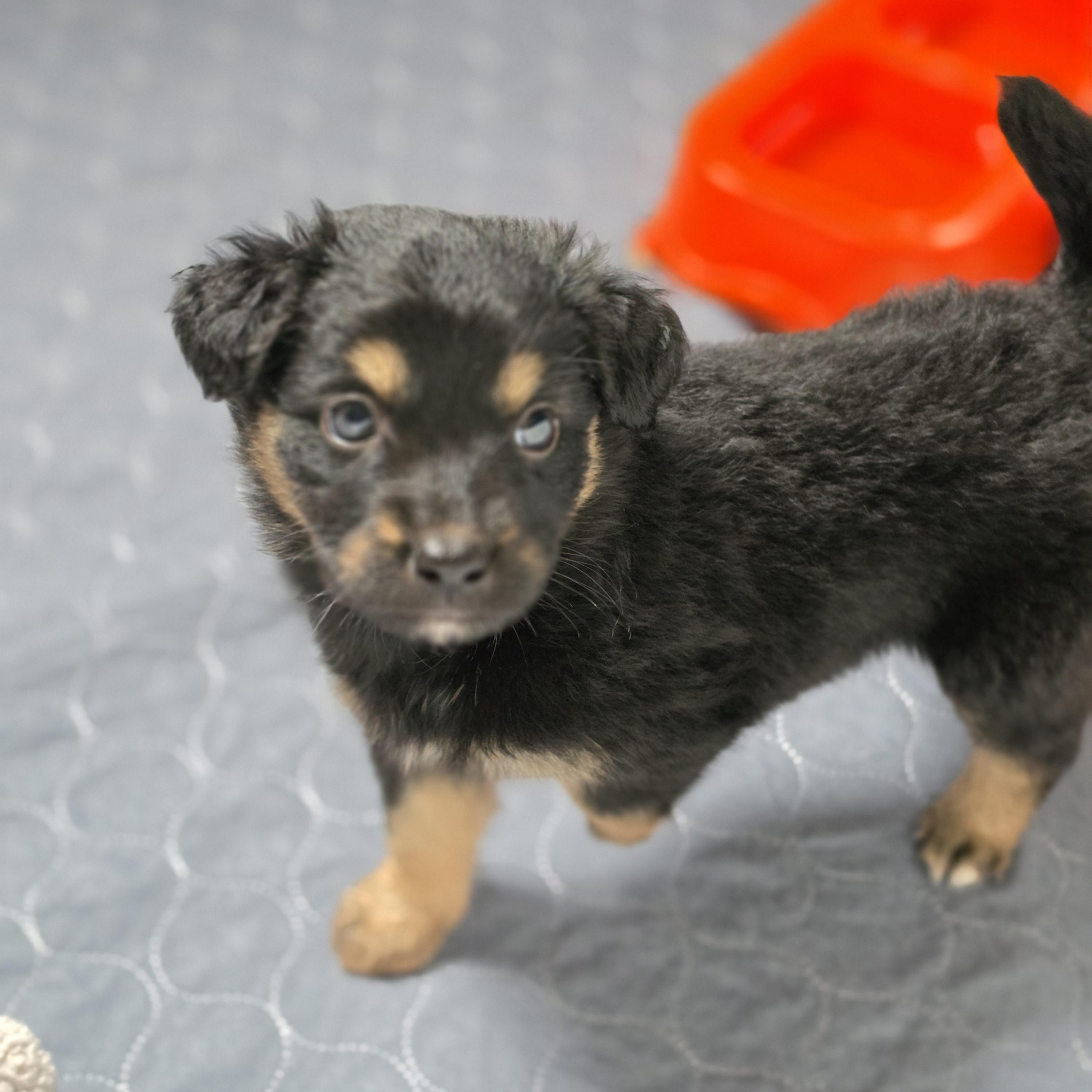 Enlarge Louella, an adopted mixed breed in Blairstown, NJ image 3/5