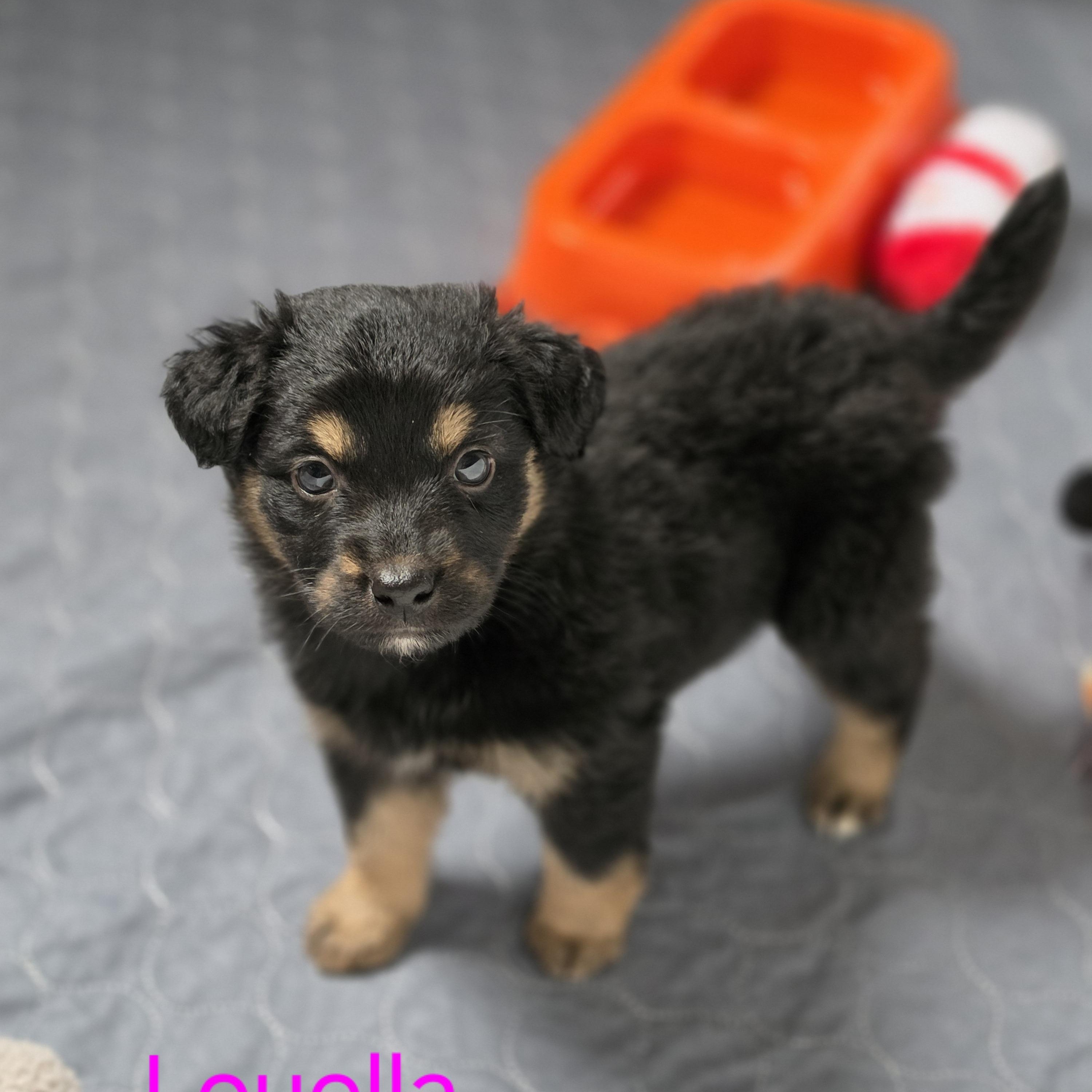 Louella, adopted, Puppy Female Australian Shepherd & Australian Cattle Dog / Blue Heeler.