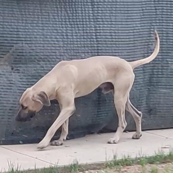 Enlarge Boone, a Adoptable Hound in Kerrville, TX image 4/6
