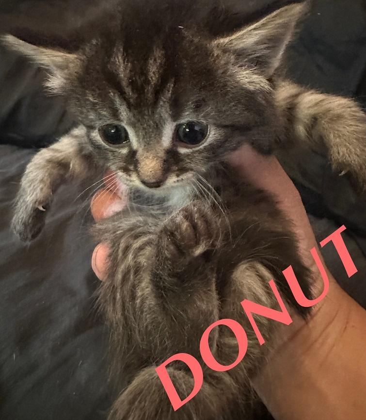 Donut, Adoptable, Kitten Female Tabby & Siamese.