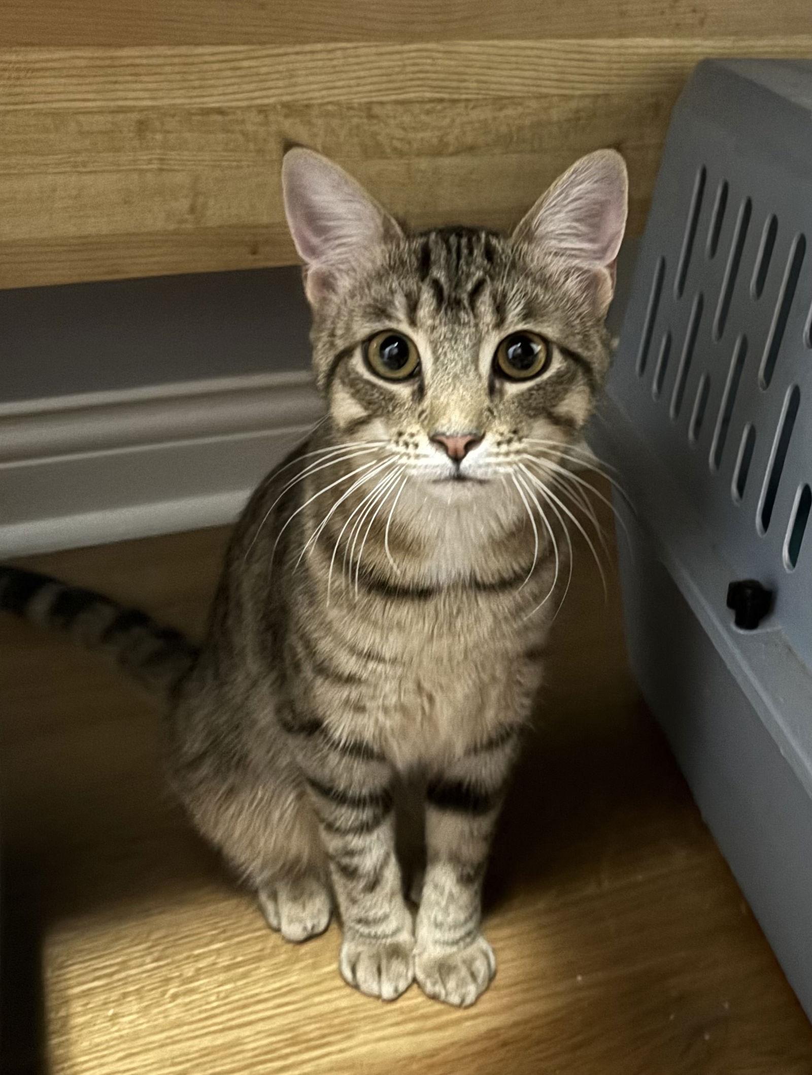 Johanna - Must Apply in Person !, Adoptable, Young Female Tabby & Domestic Short Hair.