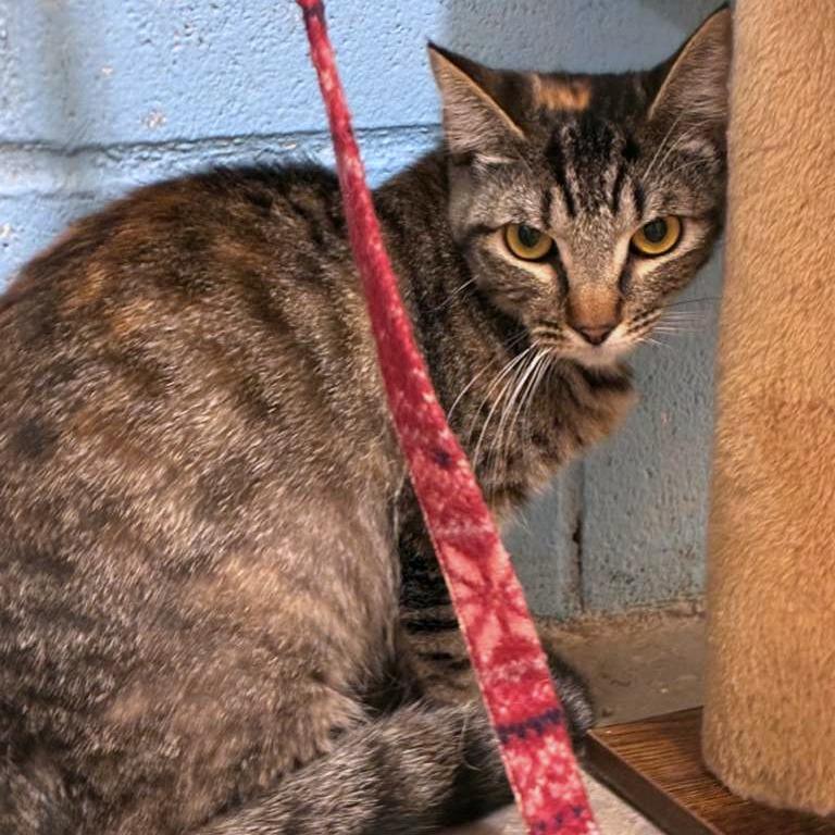 Honey, Adoptable, Young Female Domestic Short Hair.