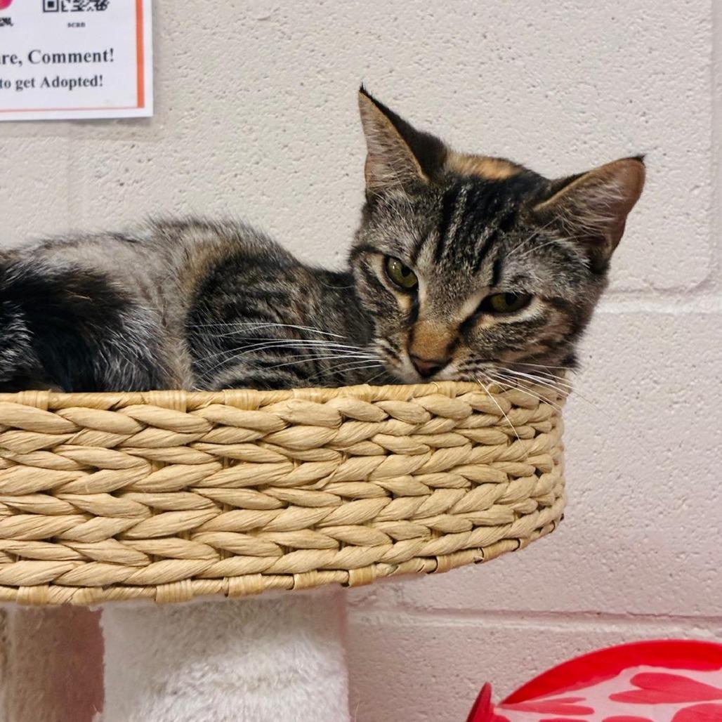 Enlarge Honey, a Adoptable Domestic Short Hair in Laredo, TX image 2/4