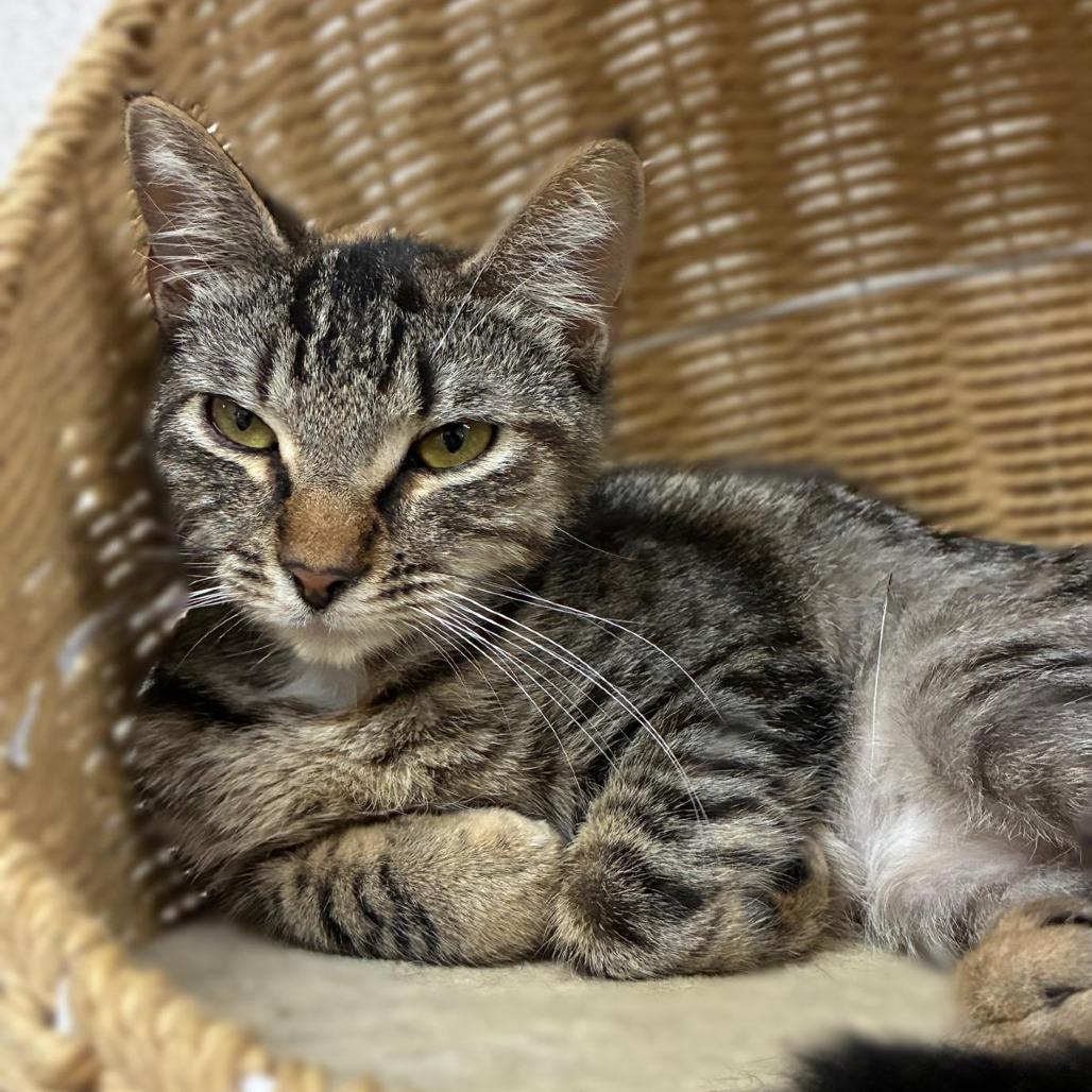 Enlarge Honey, a Adoptable Domestic Short Hair in Laredo, TX image 3/4