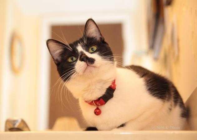 Enlarge Thumper, a Adopted Domestic Short Hair in Dallas, TX image 1/1