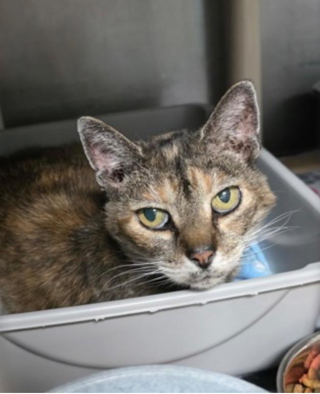 Enlarge Feather, a ADOPTABLE mixed breed in Marshall, NC image 1/1