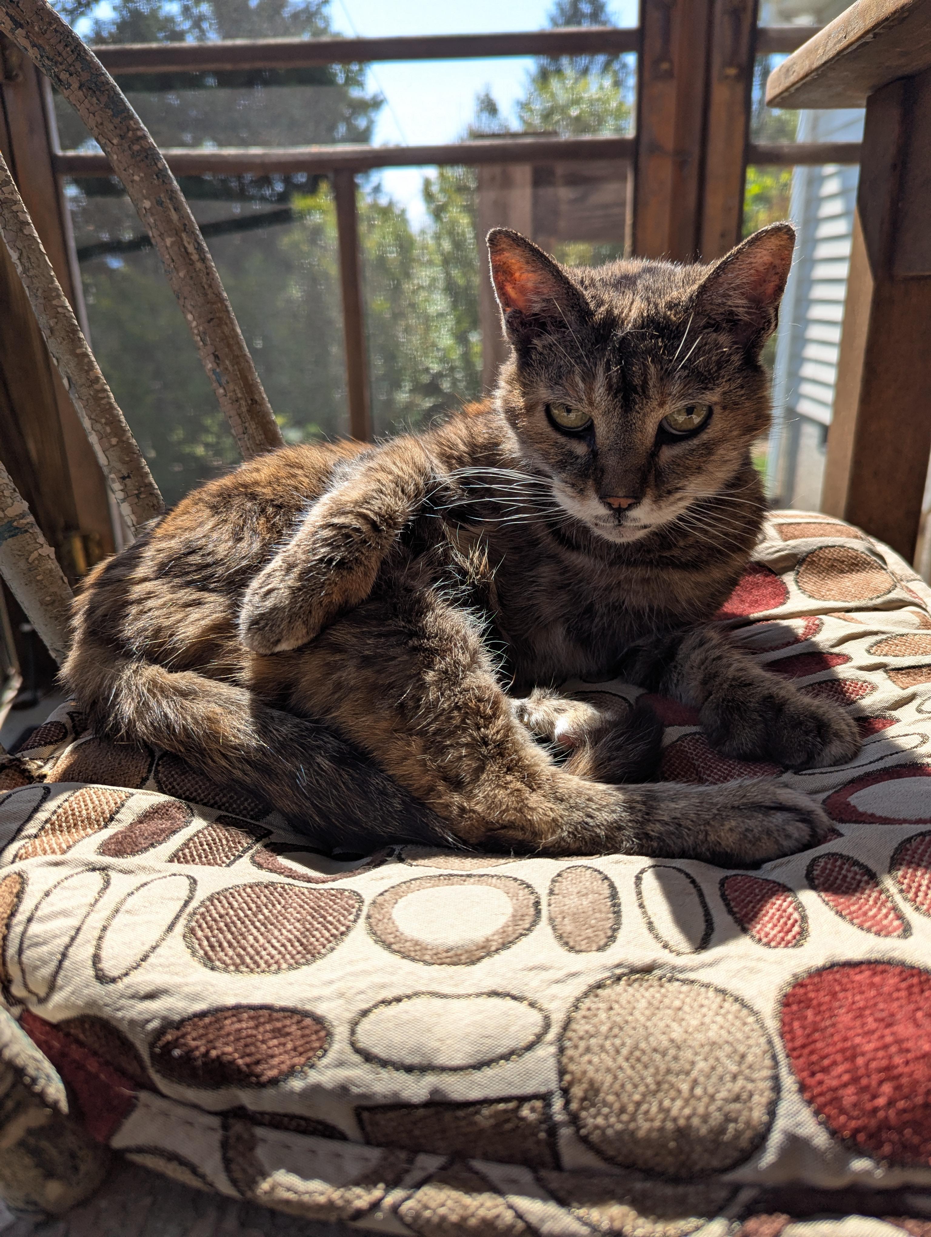 Feather, adoptable, Senior Female Domestic Short Hair.