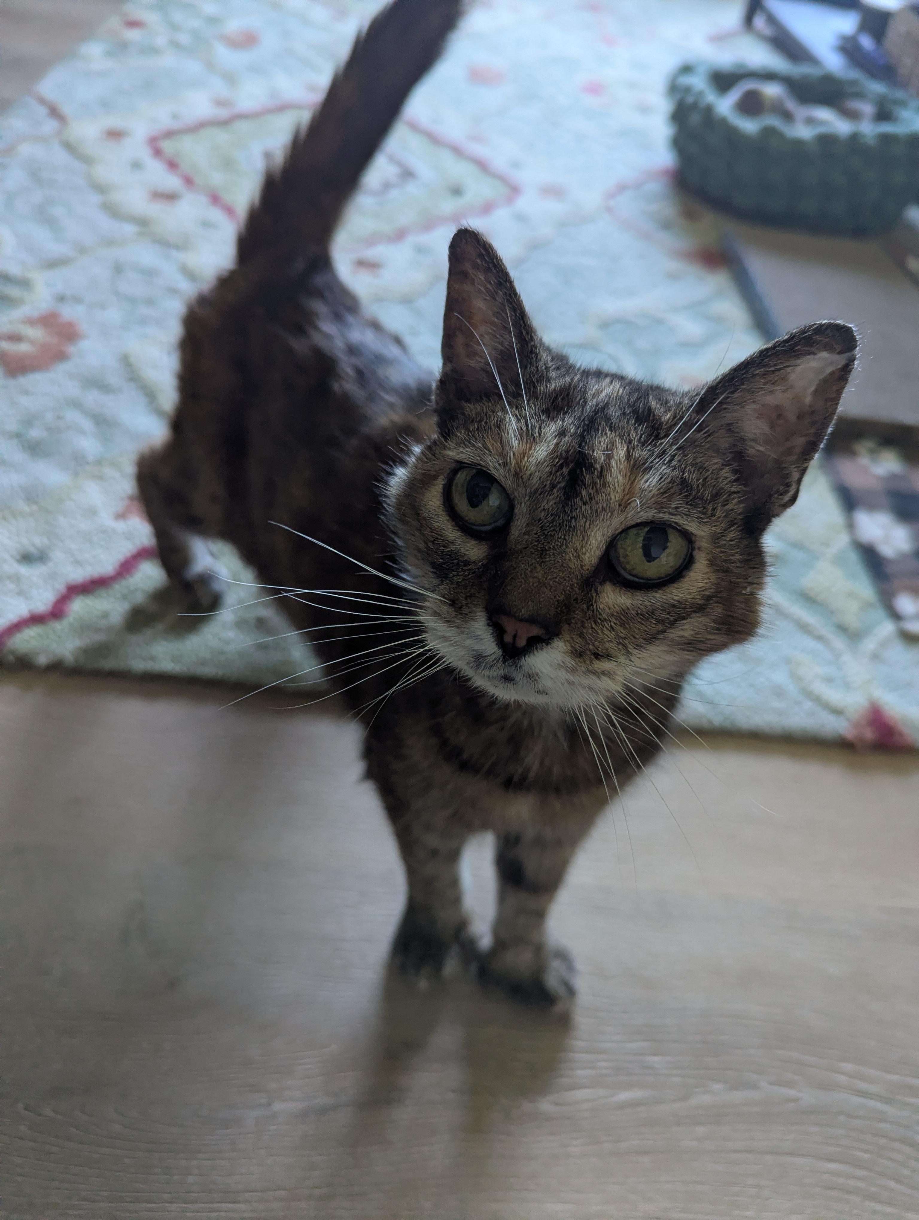Enlarge Feather, an adoptable mixed breed in Marshall, NC image 5/5