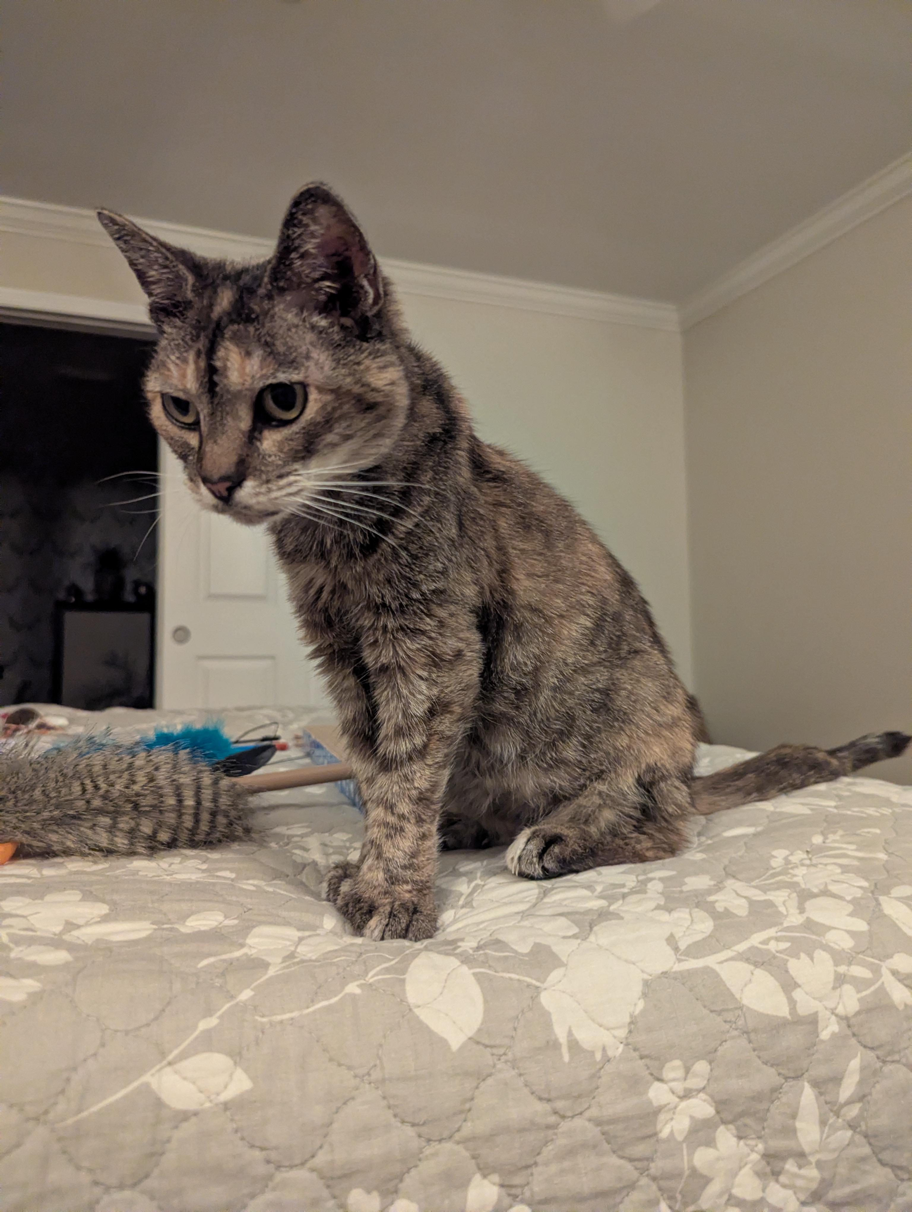 Enlarge Feather, an adoptable mixed breed in Marshall, NC image 3/5