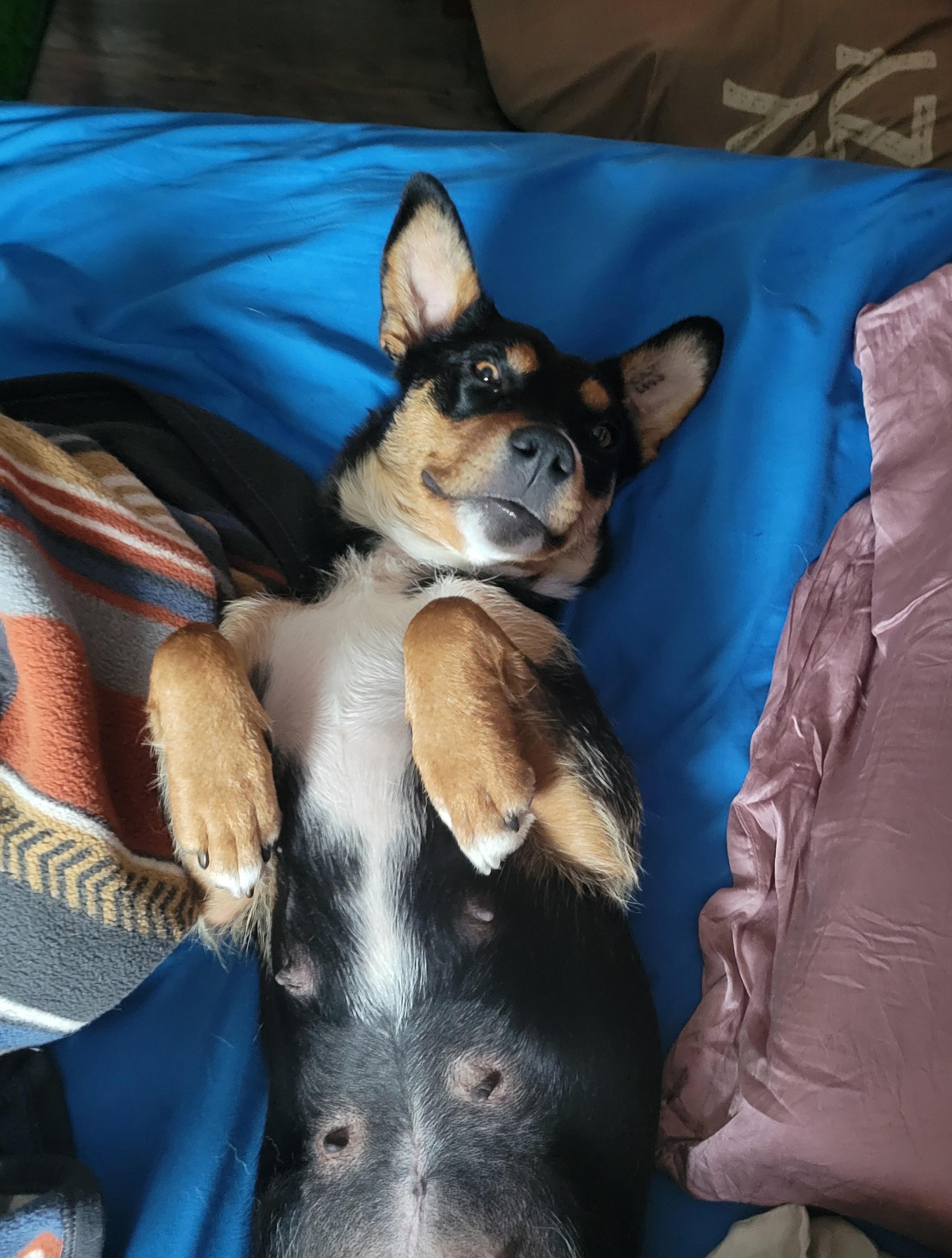 Enlarge Baby, a ADOPTABLE Mixed Breed in Saskatoon, SK image 6/6