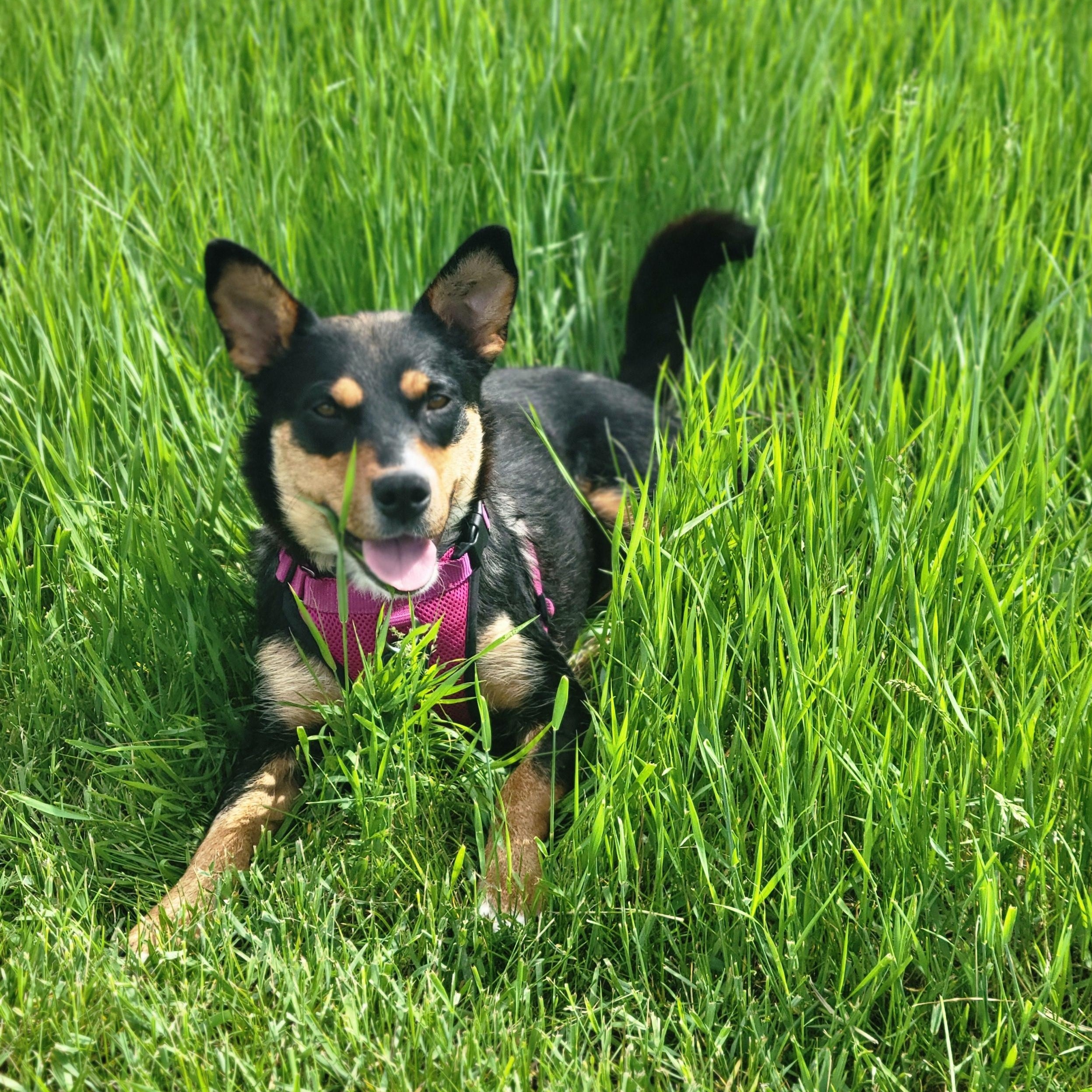 Baby, ADOPTABLE, Young Female Mixed Breed.