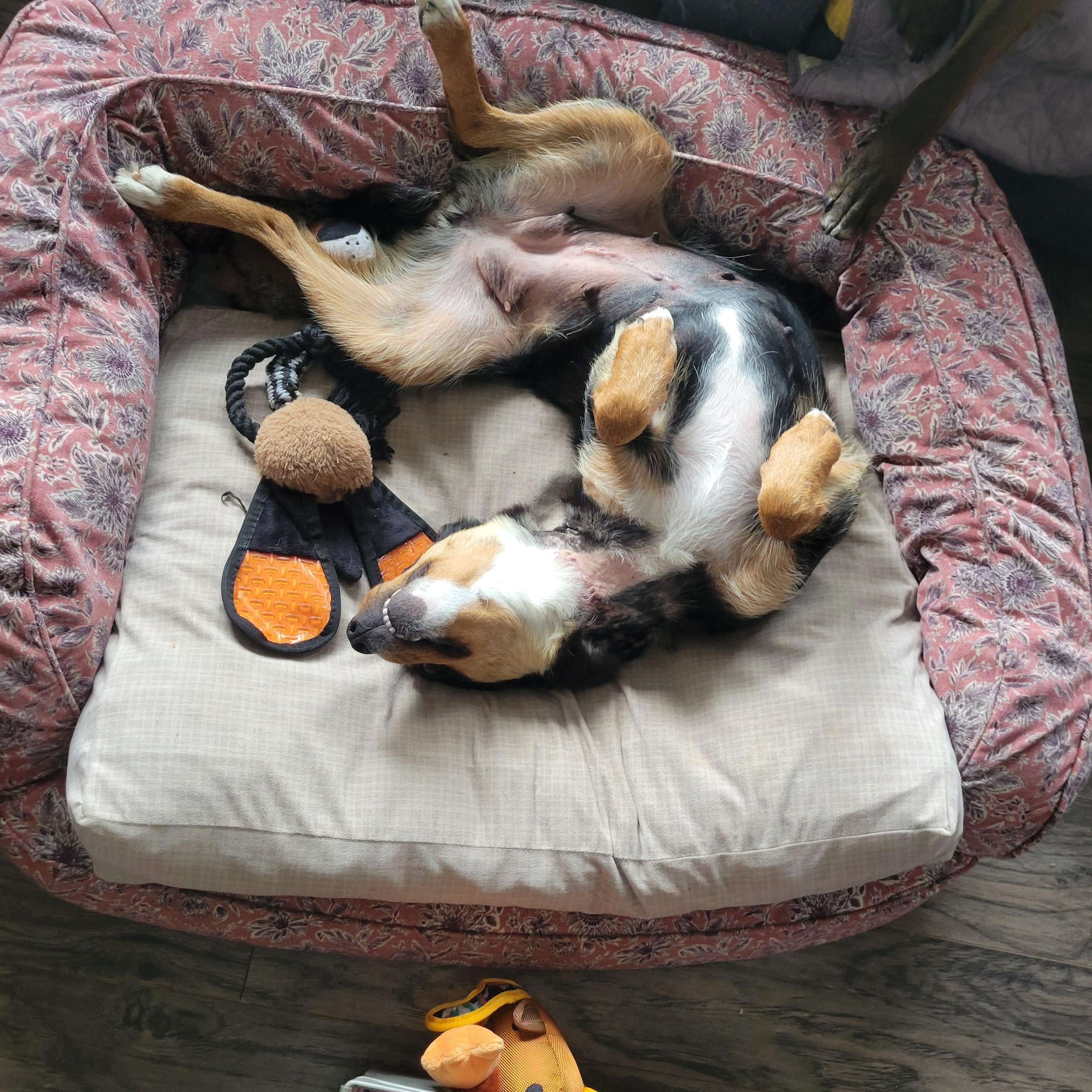 Enlarge Baby, a ADOPTABLE Mixed Breed in Saskatoon, SK image 5/6