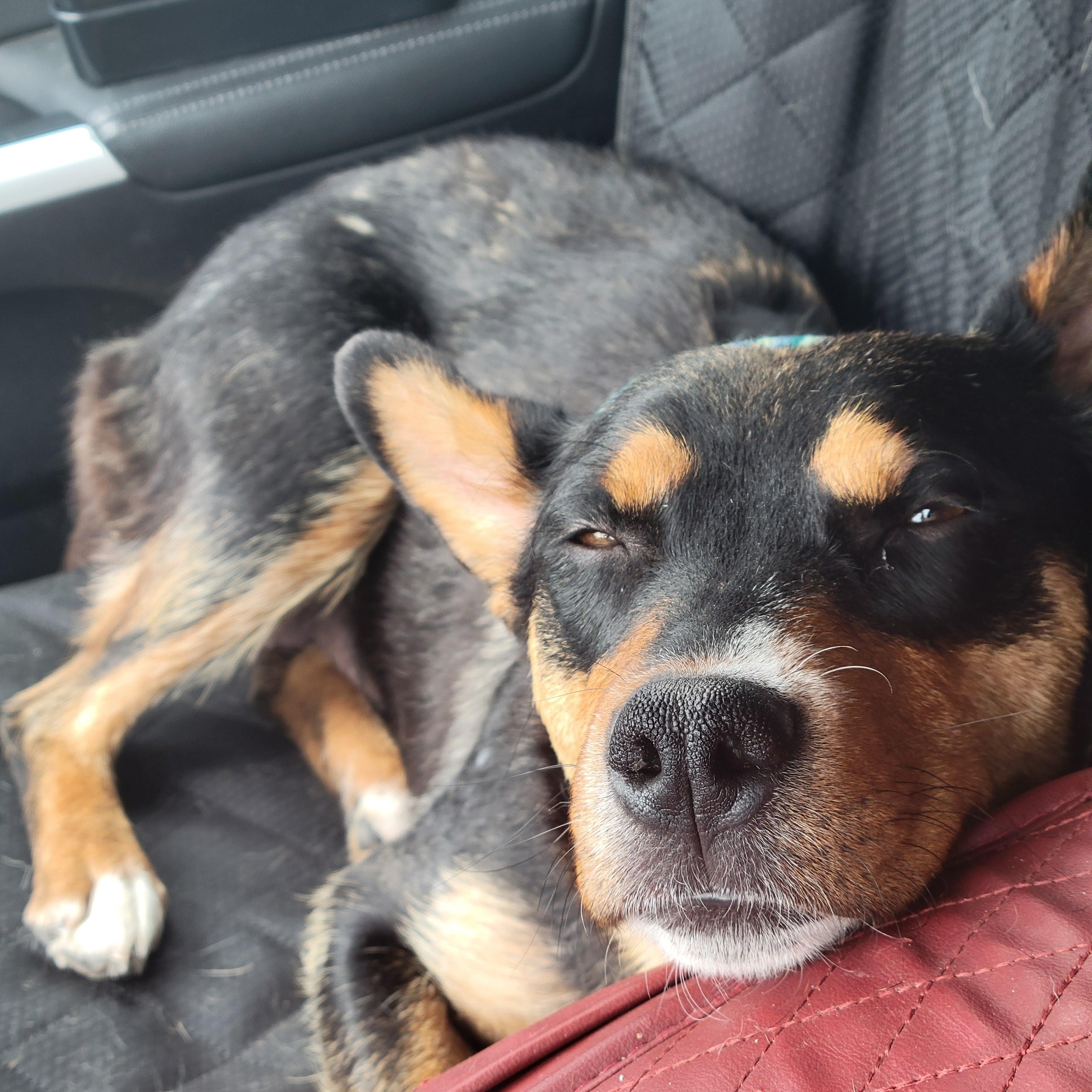 Enlarge Baby, a ADOPTABLE Mixed Breed in Saskatoon, SK image 3/6