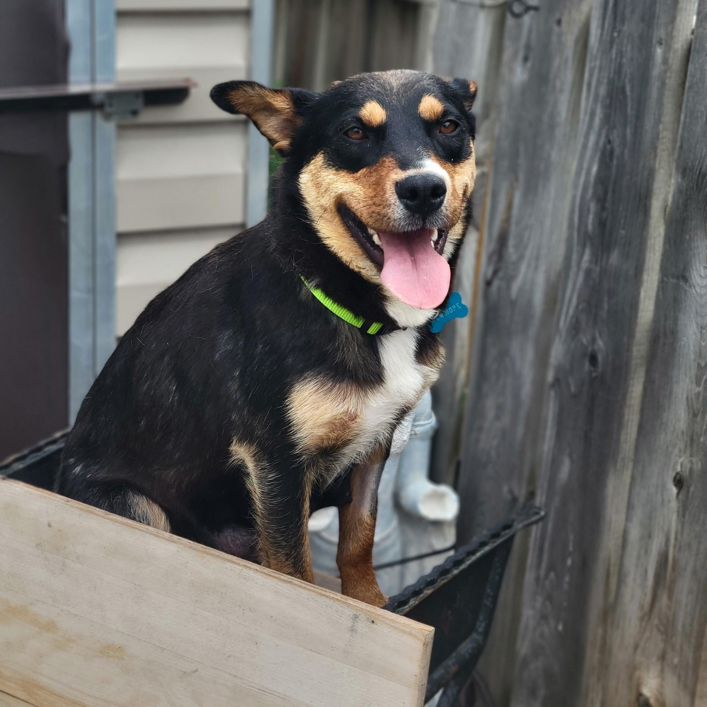 Enlarge Baby, a ADOPTABLE Mixed Breed in Saskatoon, SK image 2/6